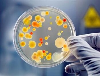 Bakteriler kronik prostatite neden olabilir