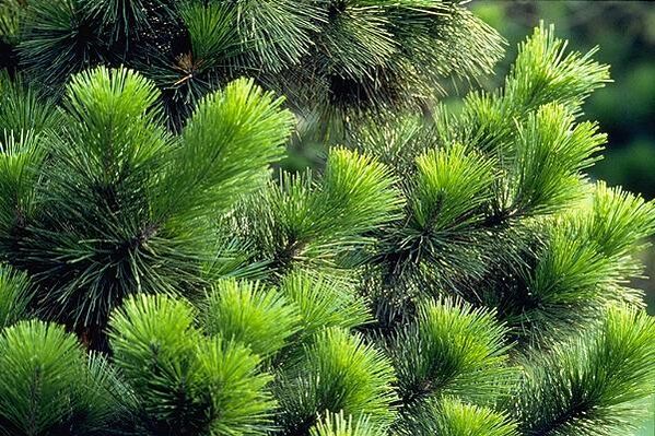 prostatit tedavisi için iğneler